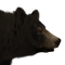 Black Bear